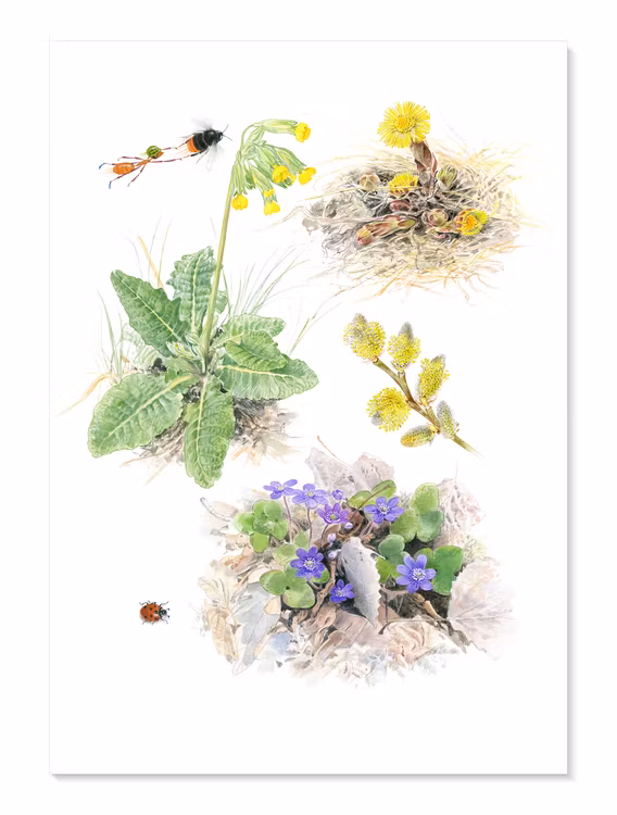 Sofi och vårblommorna