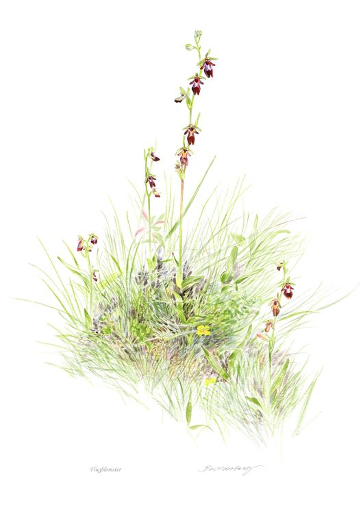 Flugblomster