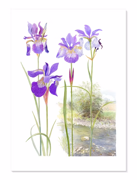 Iris