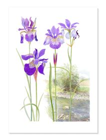 Iris