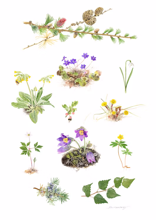 Vårblommor