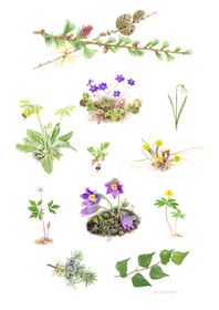 Vårblommor