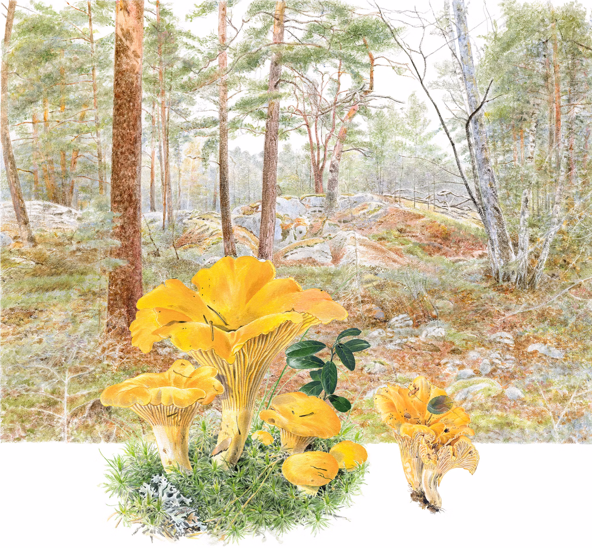 Kantareller, Bergaskogen Upplands Väsby