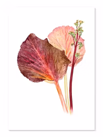 Bergenia