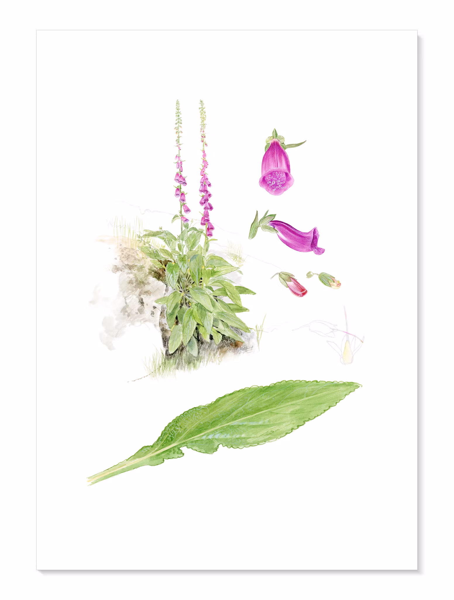 Fingerborgsblomma