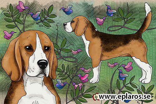 Beagle
