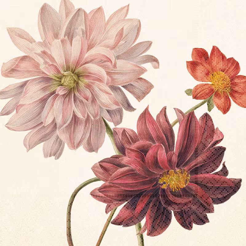 Servett Dahlia