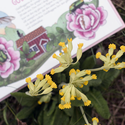Bok mina första insekter