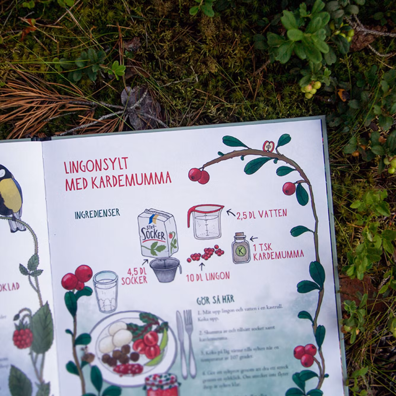 Bok: Mina första bär och svampar