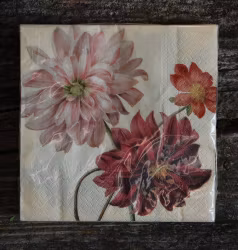 Servett Dahlia