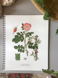 Writing book Odor rosehip