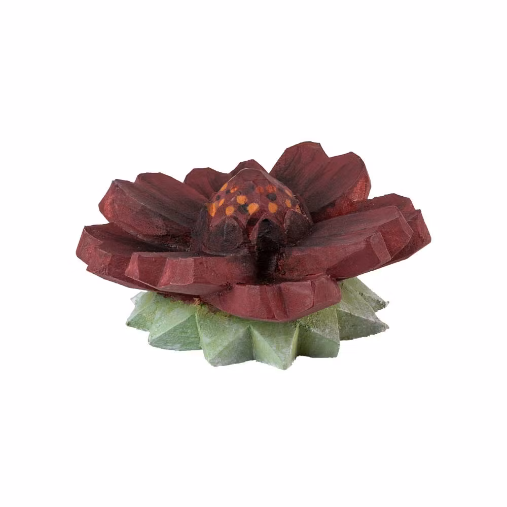 Knopp – Chokladblomma