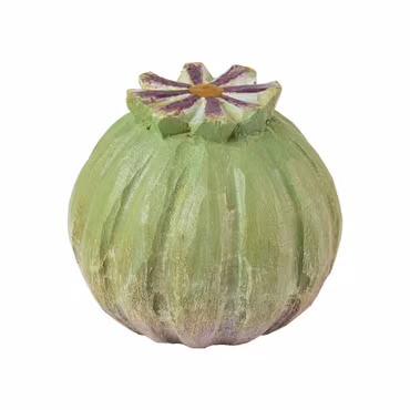 Knopp – Vallmo frökapsel