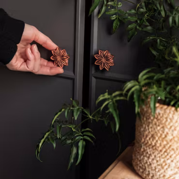 Knopp –Stjärnanis