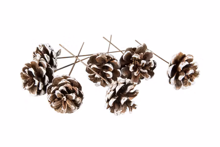 Tallkotte - vit/natur