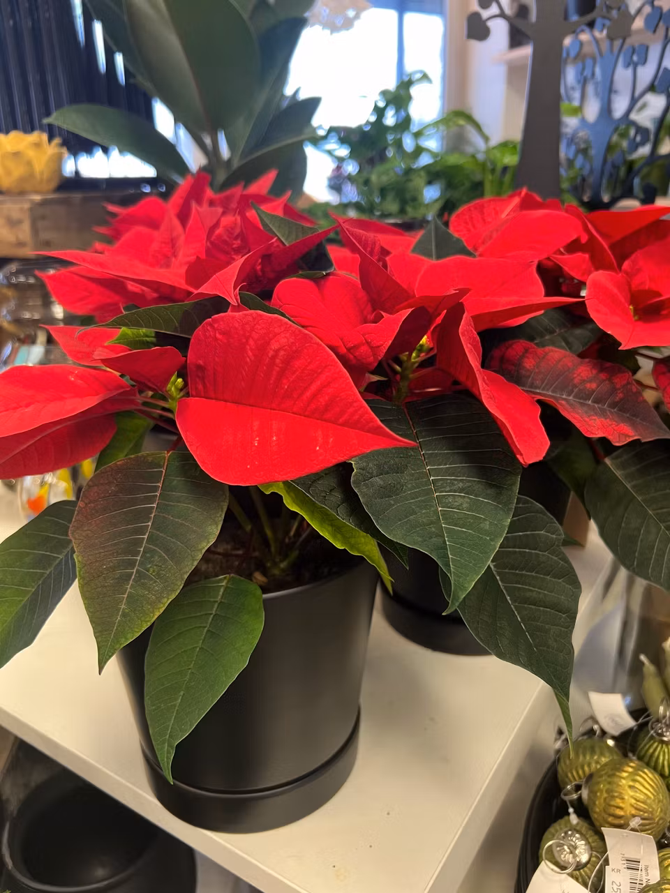 JULSTJÄRNA - grenad