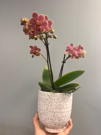 Kolibri orkide - olika färger