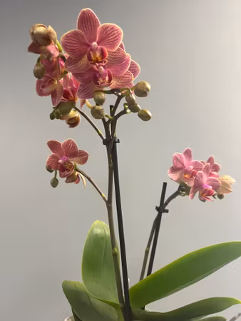 Kolibri orkide - olika färger