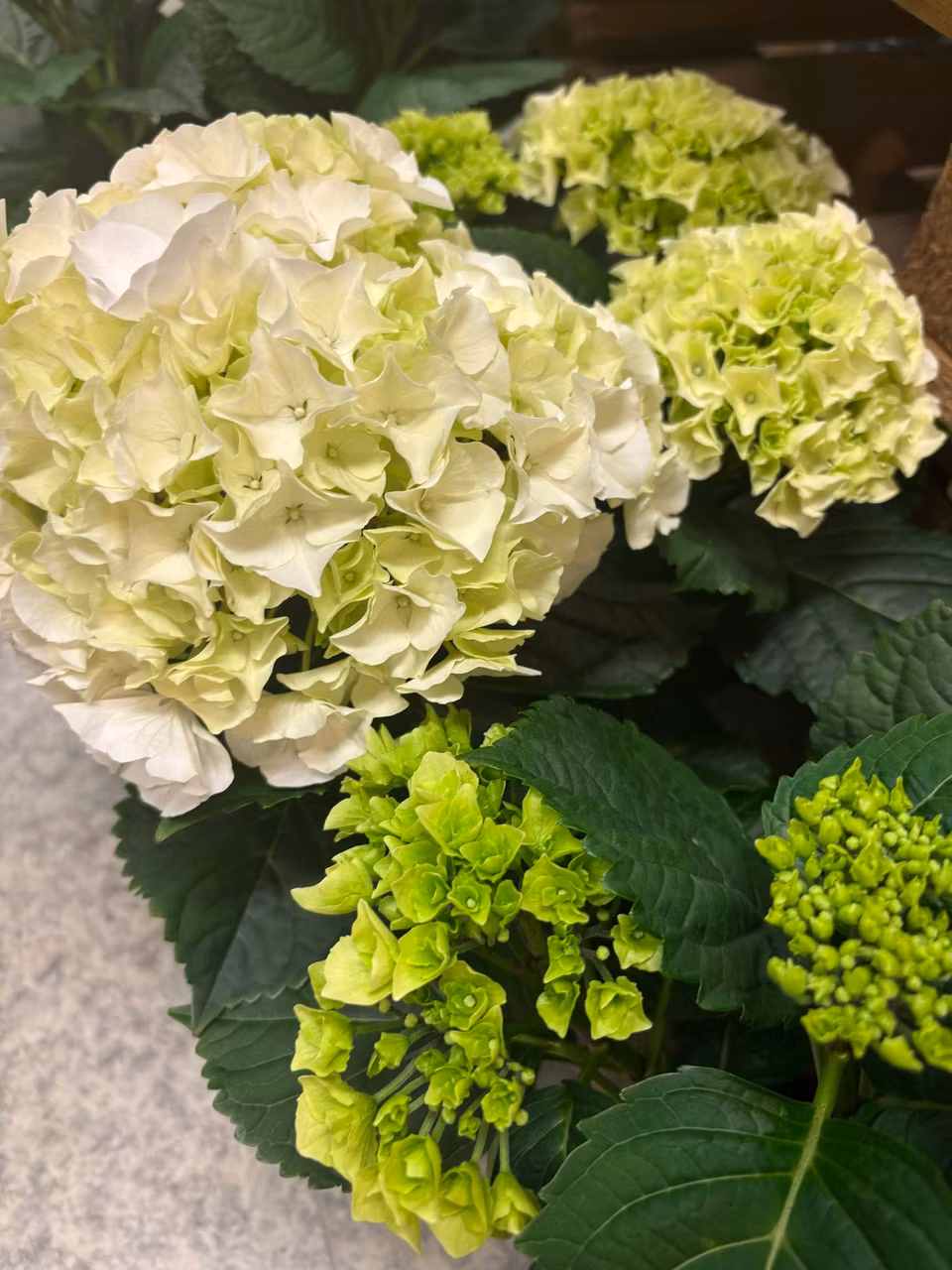 Hortensia på kruka