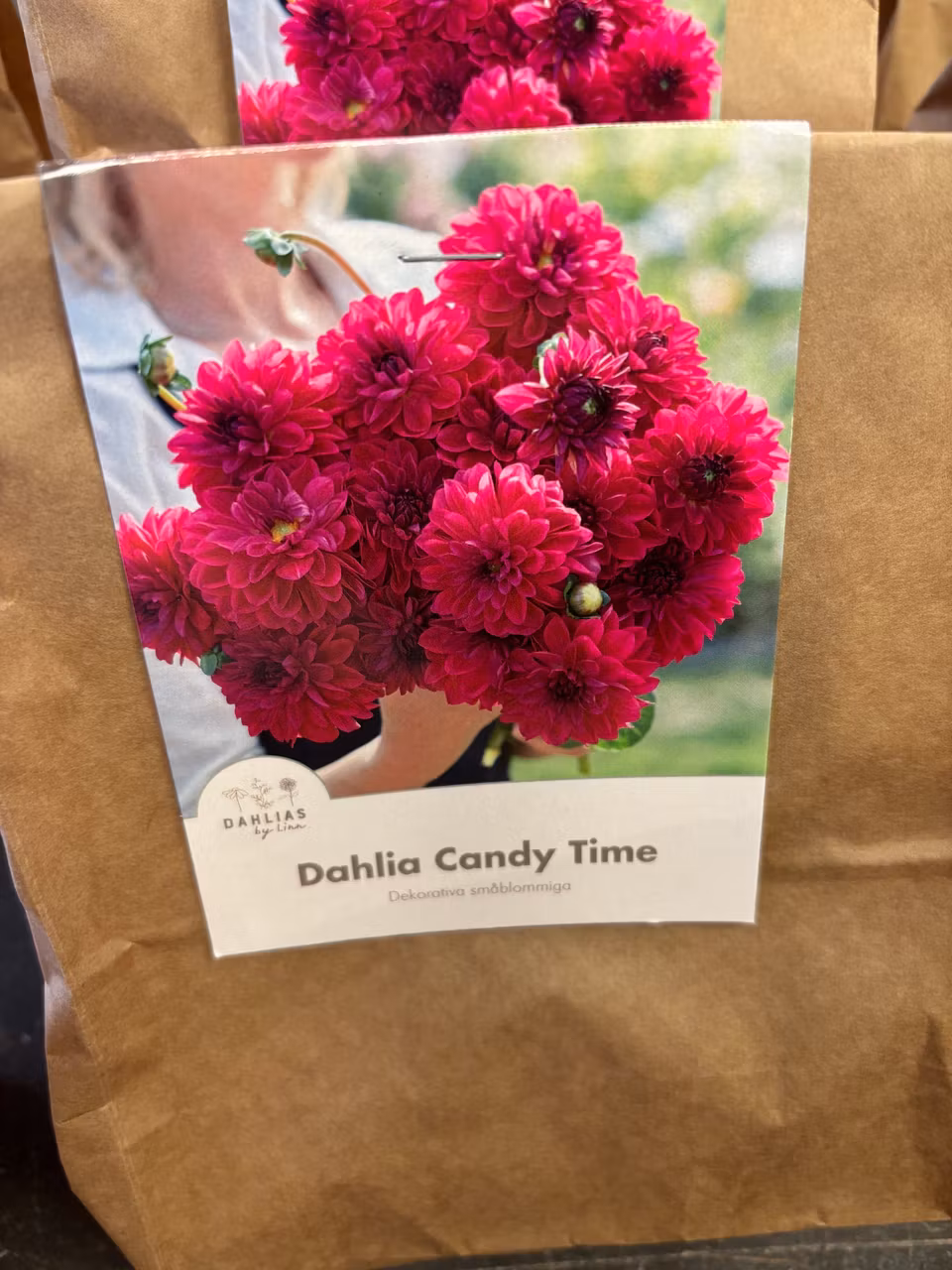 Dahlia by Linn (Dahlia knölar)