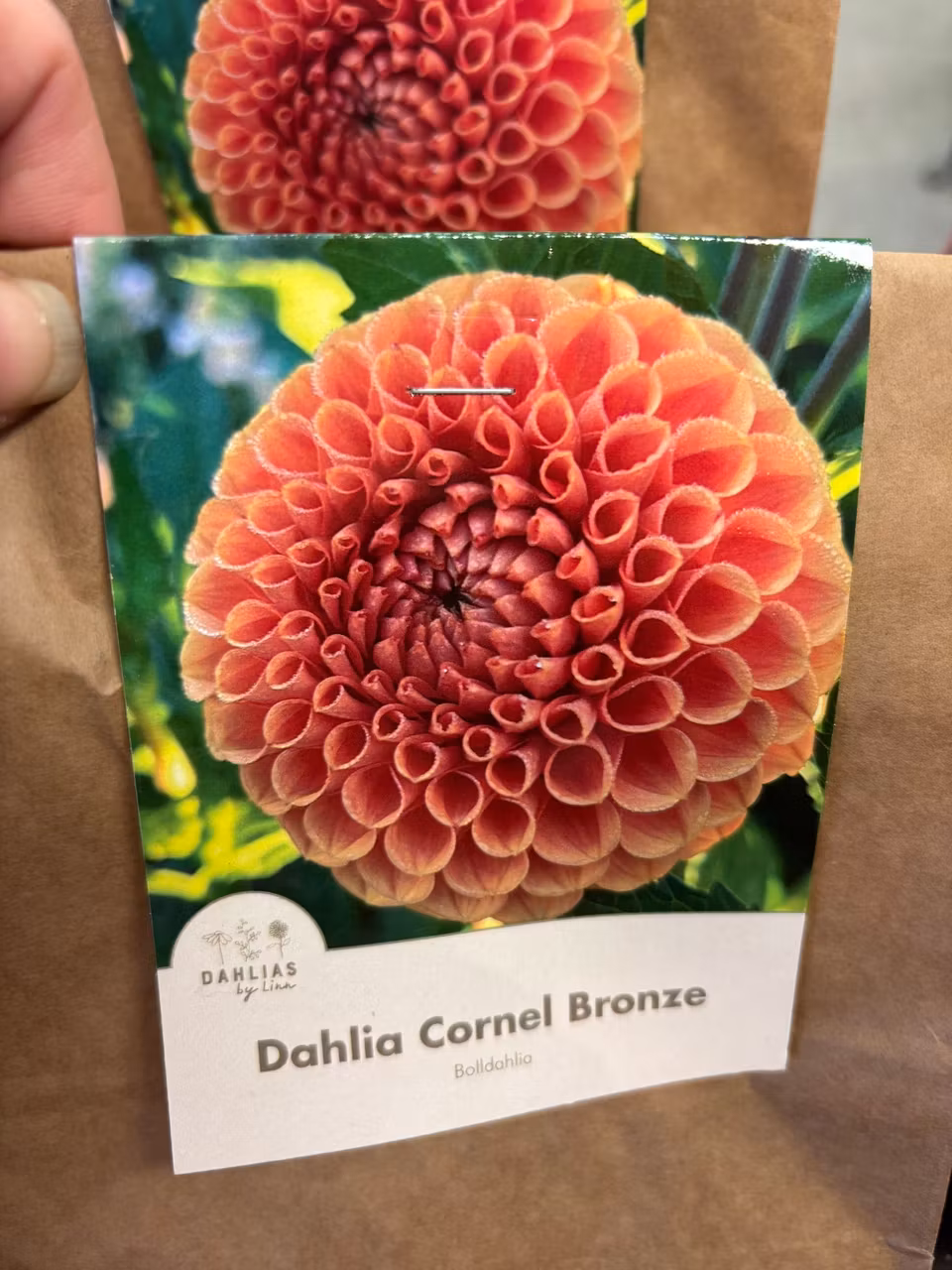 Dahlia by Linn (Dahlia knölar)