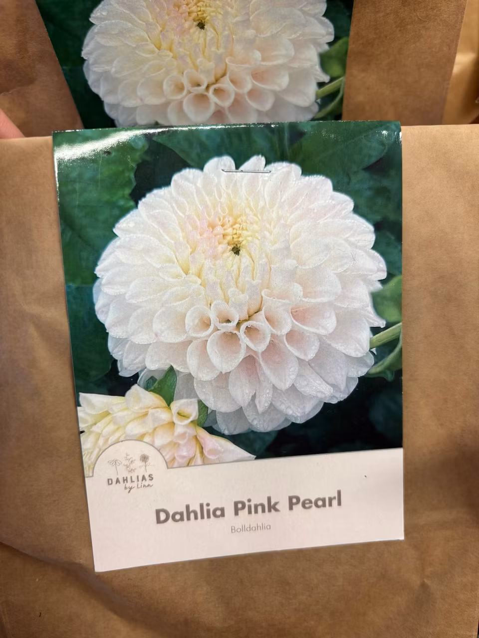 Dahlia by Linn (Dahlia knölar)