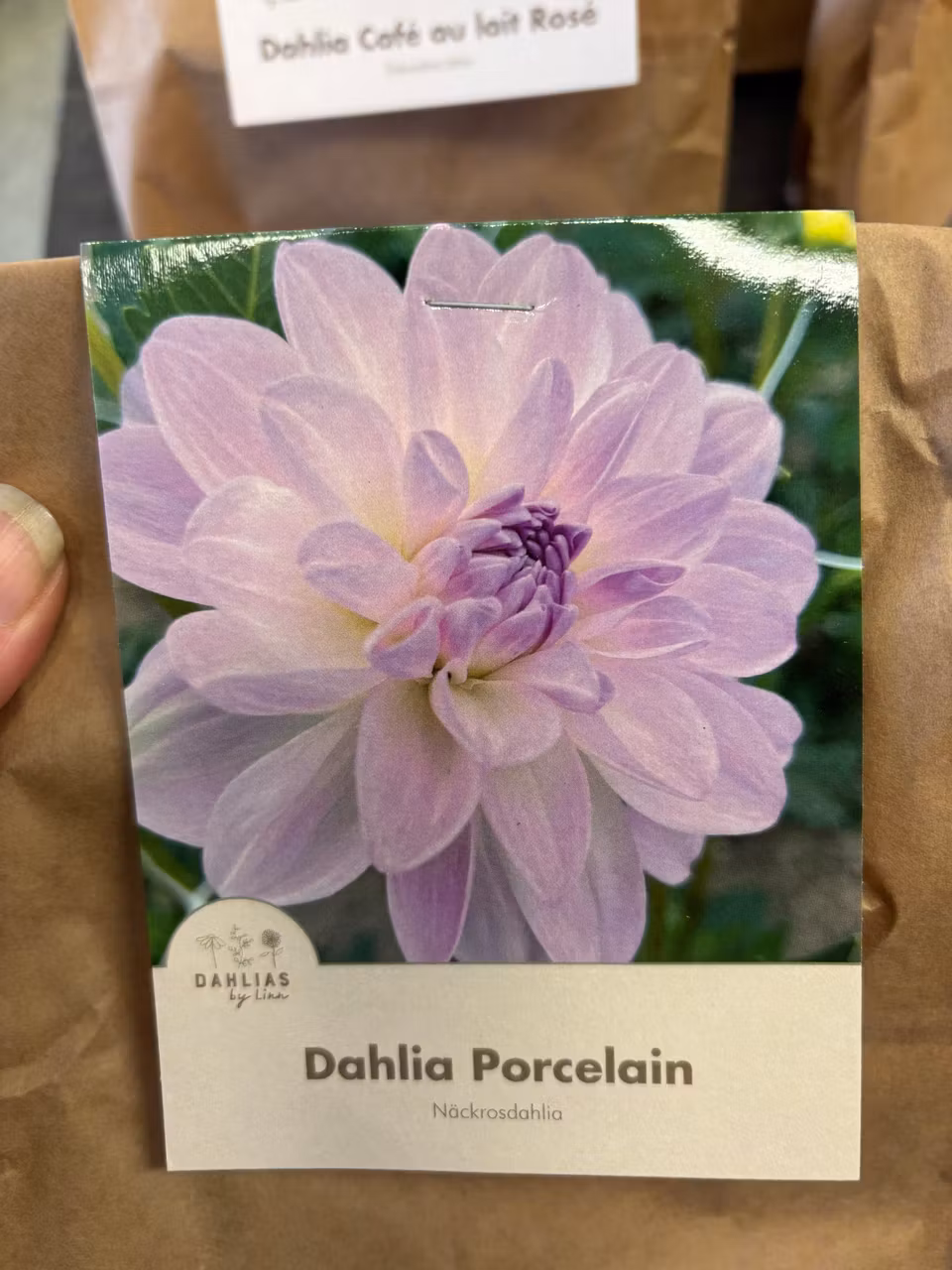 Dahlia by Linn (Dahlia knölar)