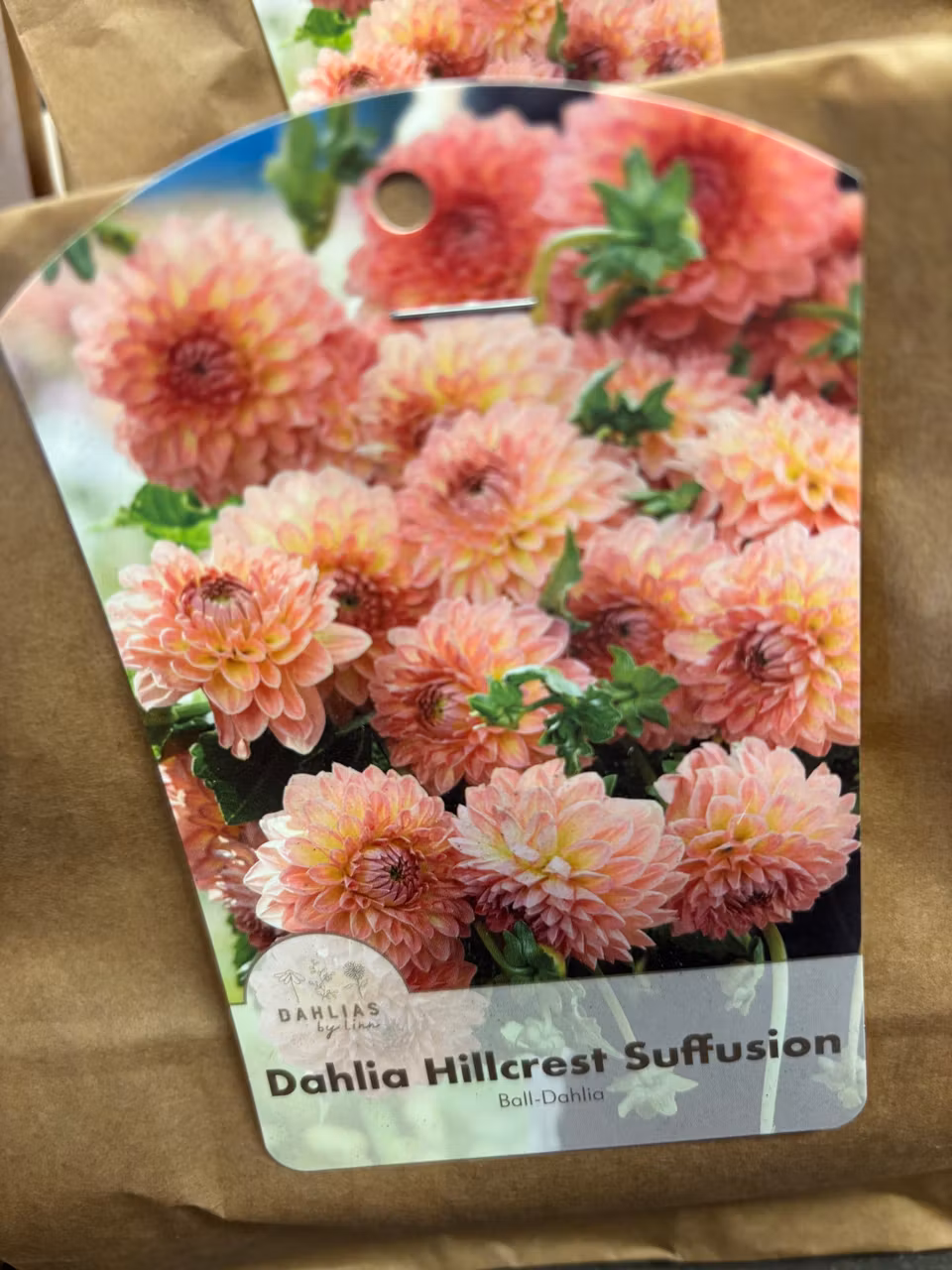 Dahlia by Linn (Dahlia knölar)