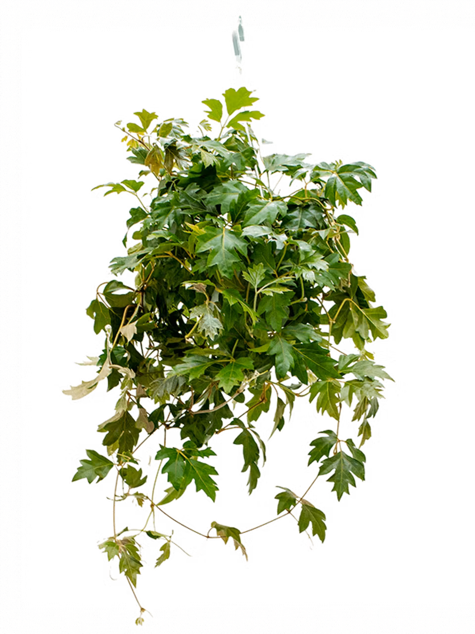 Cissus Rhombifolia 'ellen Danica'