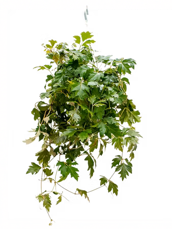 Cissus Rhombifolia 'ellen Danica'