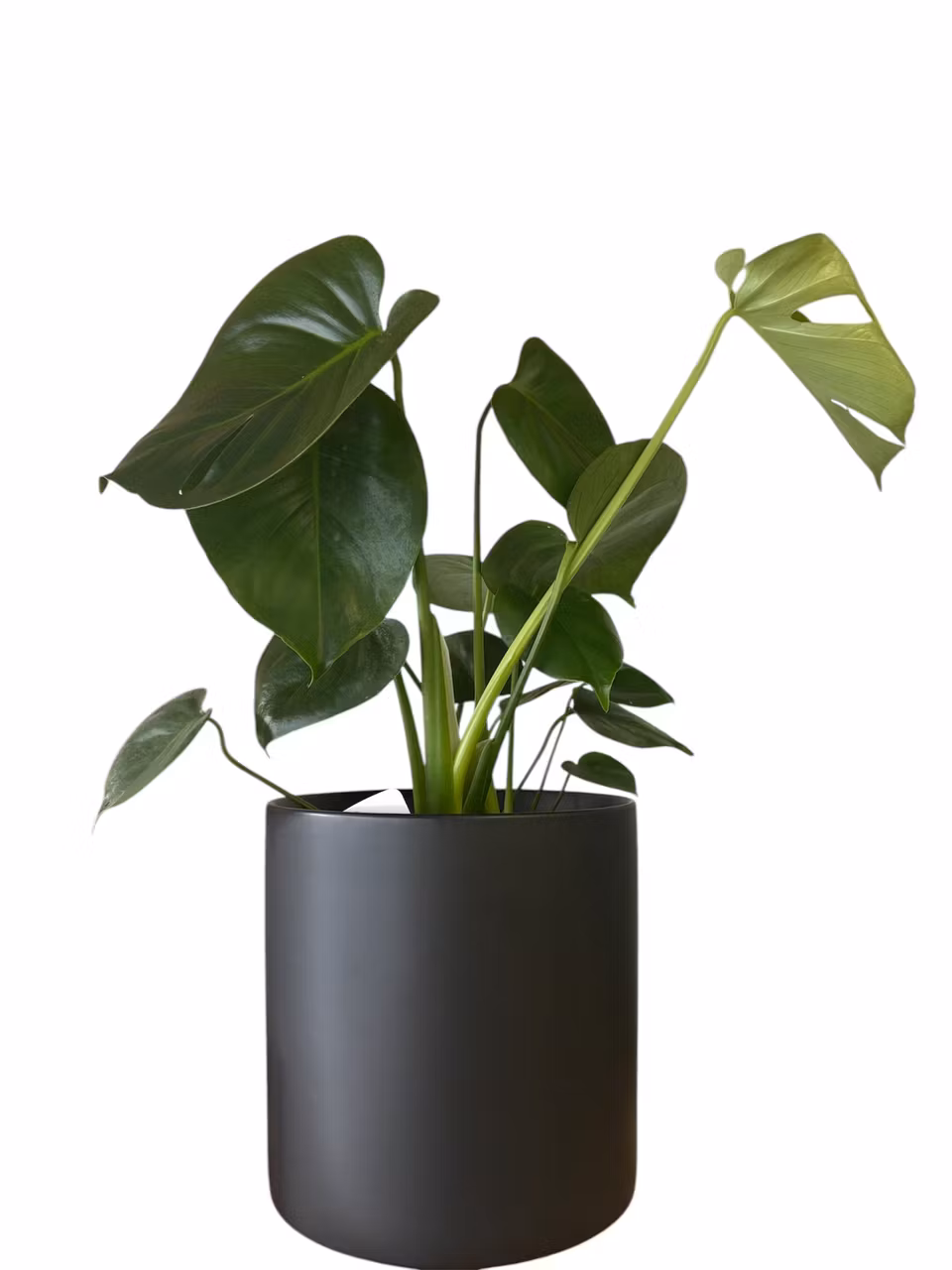 Monstera