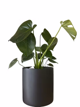Monstera