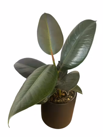 Ficus Rubusta
