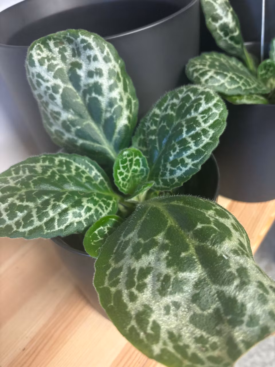 Streptocarpus 'pretty Turtle'