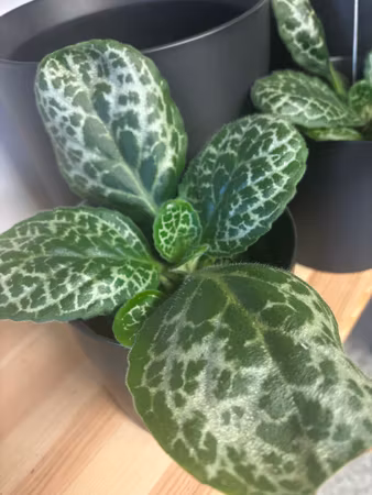 Streptocarpus 'pretty Turtle'