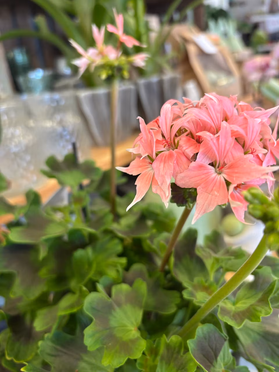 Pelargon: Årets Pelargon Summer Twist Rose