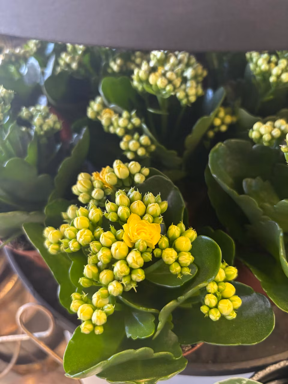 Gul kalanchoe ( 3stl)
