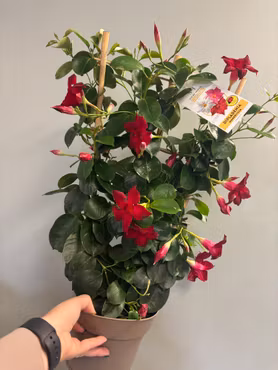 Dipladenia - röd