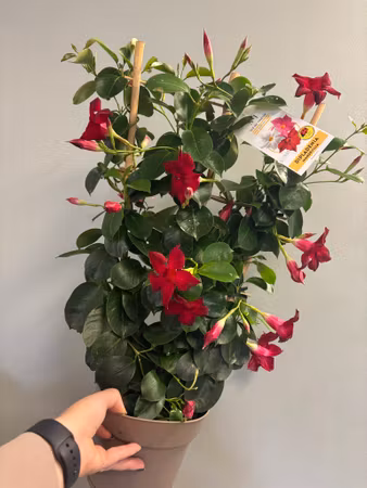 Dipladenia - röd