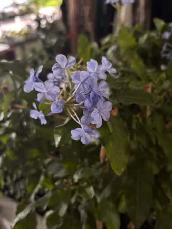 Blyblomma