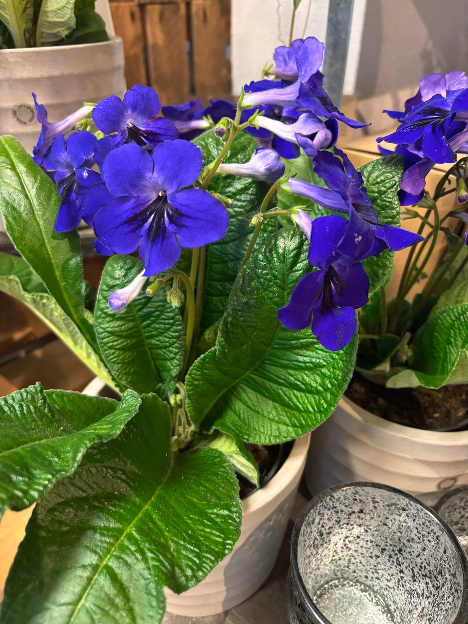 Streptocarpus/kornettblomma