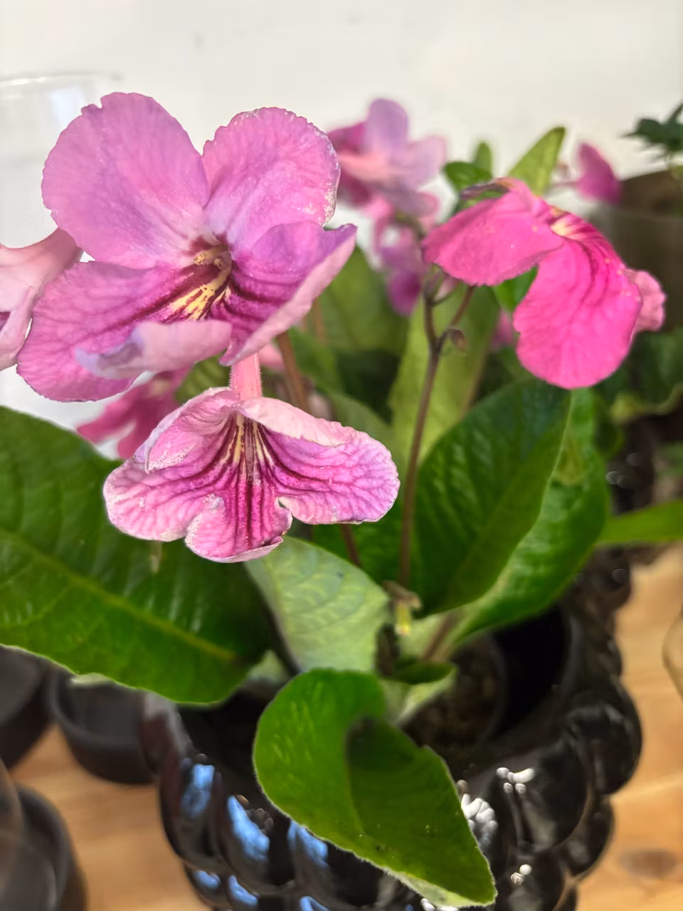 Streptocarpus/kornettblomma