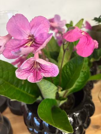 Streptocarpus/kornettblomma