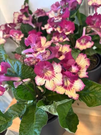 Streptocarpus/kornettblomma
