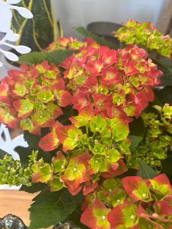 Hortensia - röd/lime