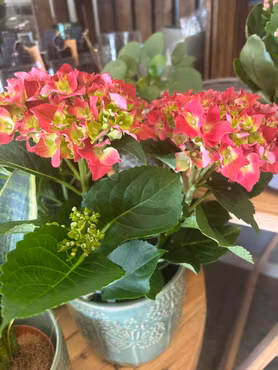 Hortensia - röd/lime