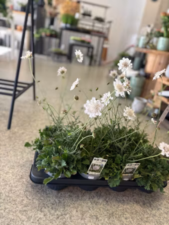 Fältvädd/Scabiosa