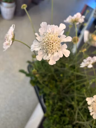 Fältvädd/Scabiosa