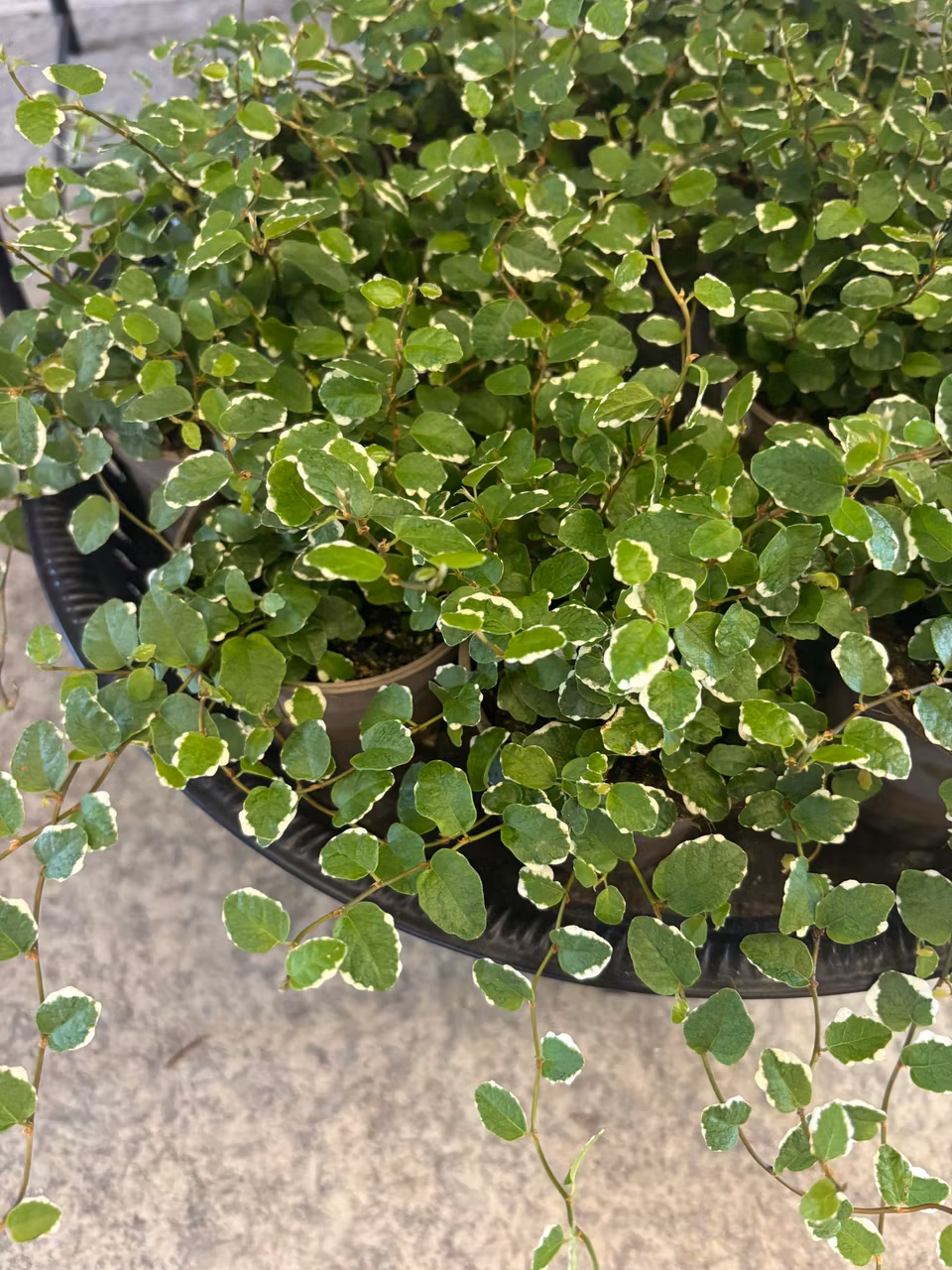 Fikus Pumila ¨White Sunny¨