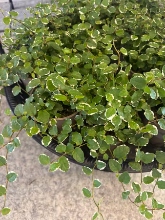 Fikus Pumila ¨White Sunny¨